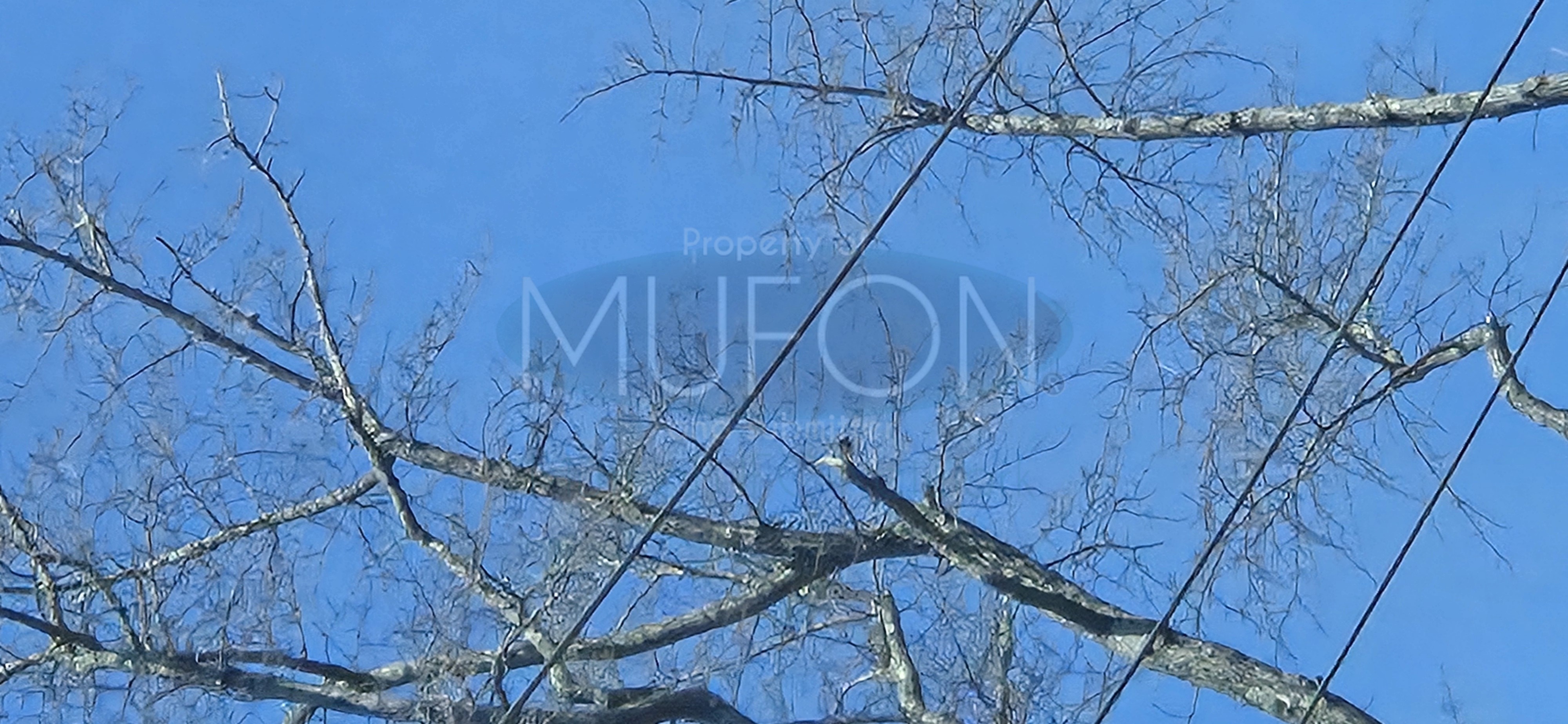 Image from report MUFON_142078
