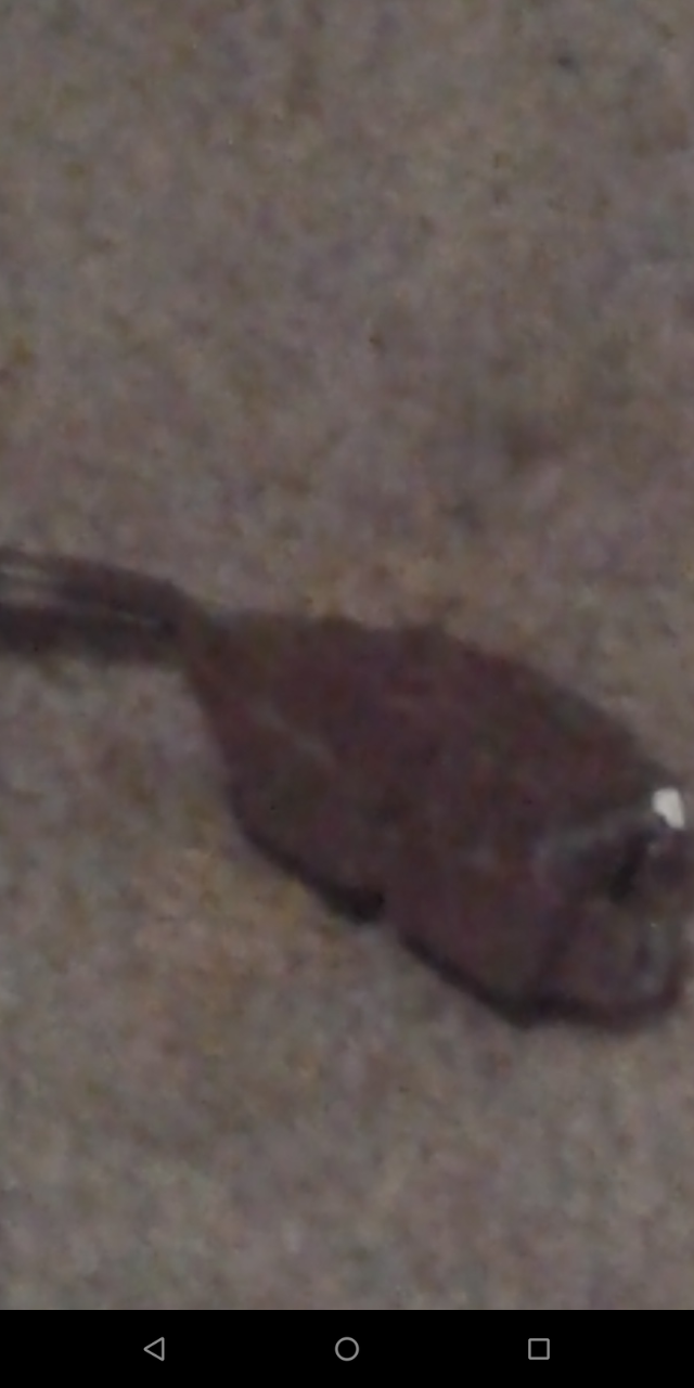 Image from report NUFORC_167324