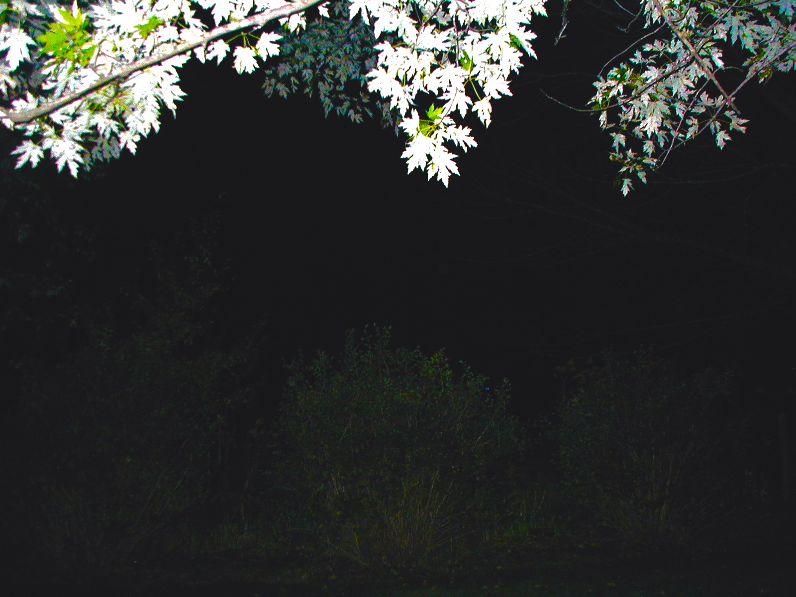 Image from report NUFORC_167427