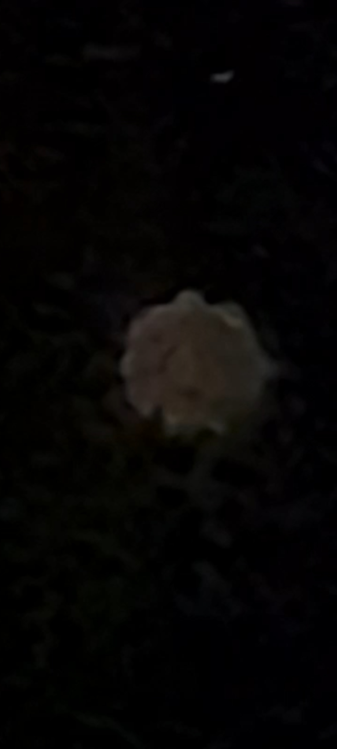 Image from report NUFORC_172763