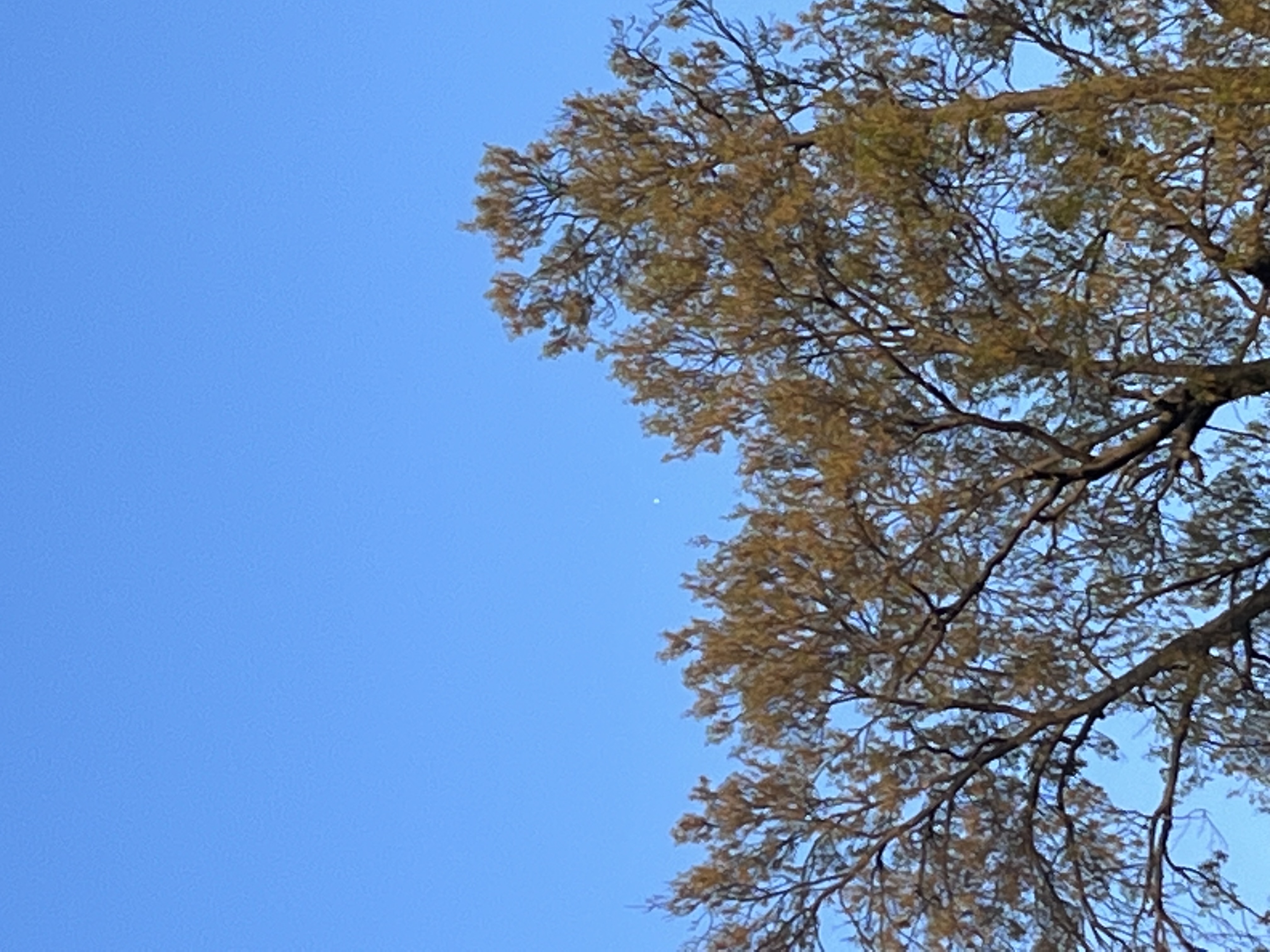 Image from report NUFORC_176100