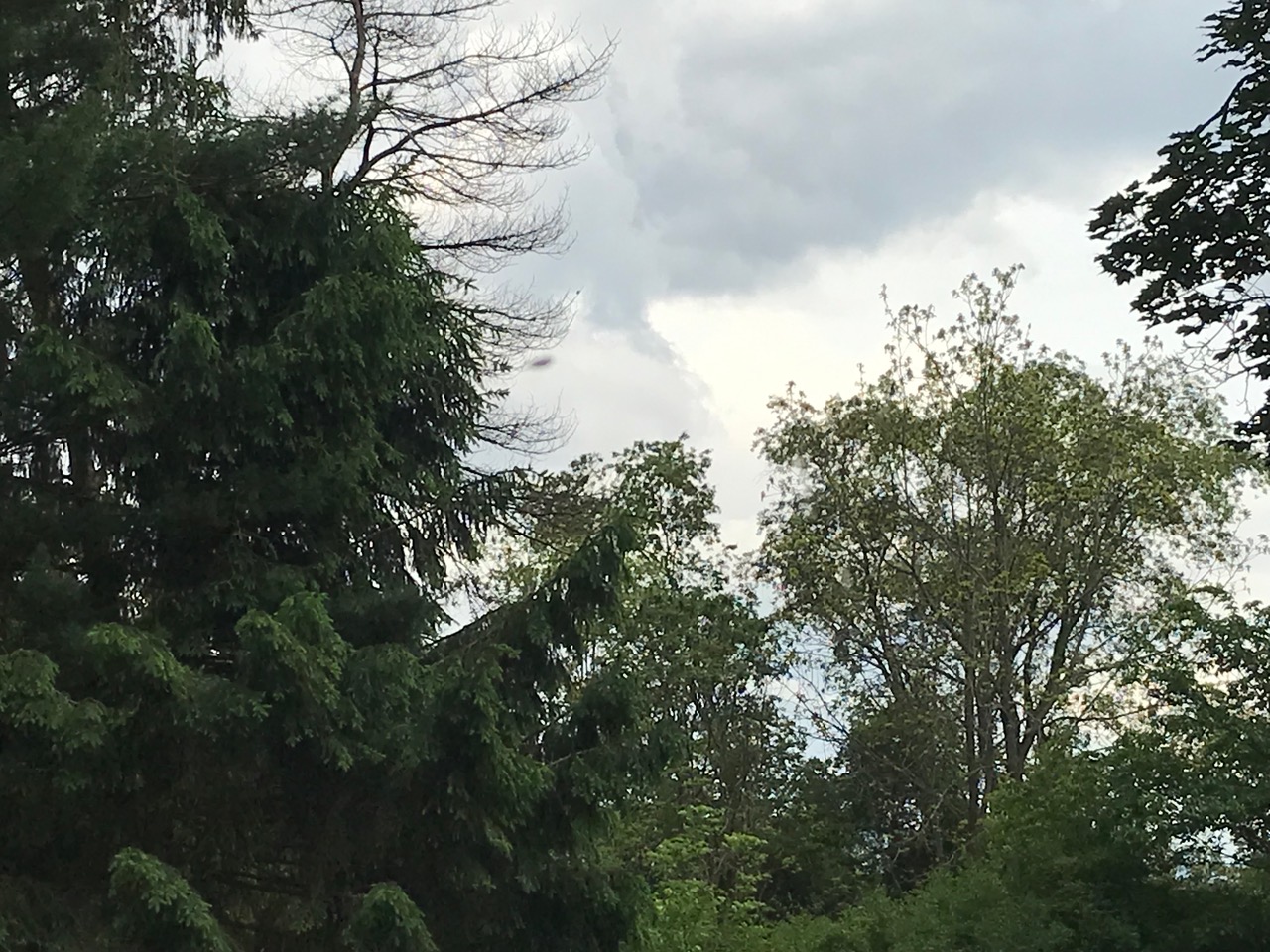Image from report NUFORC_176156