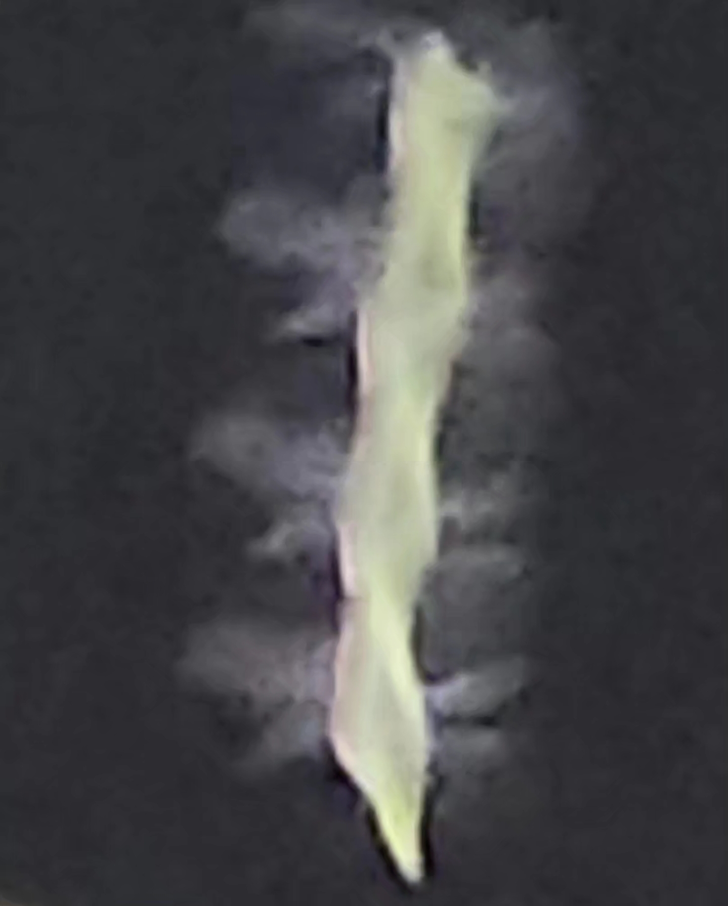 Image from report NUFORC_178007