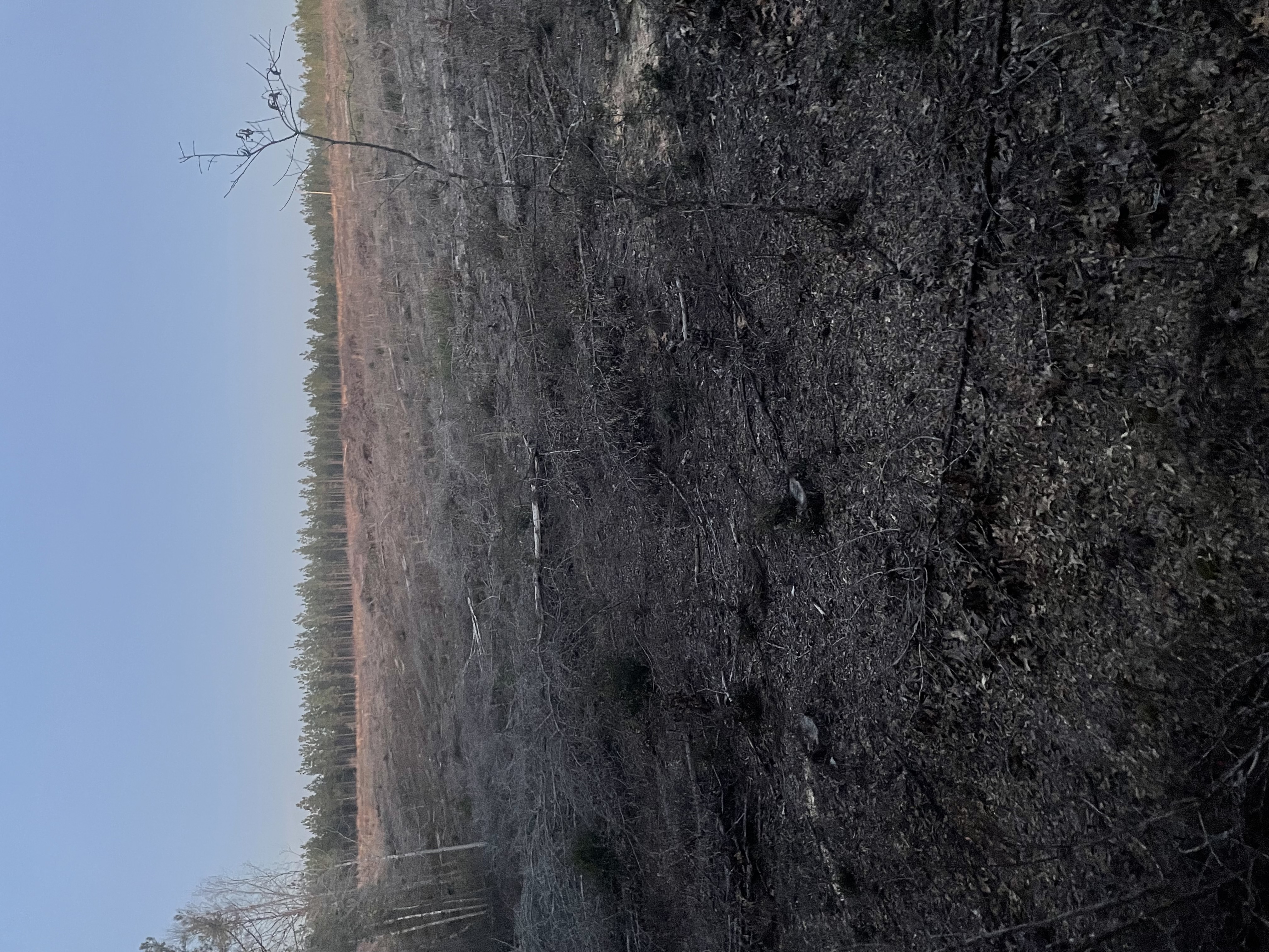 Image from report NUFORC_179149