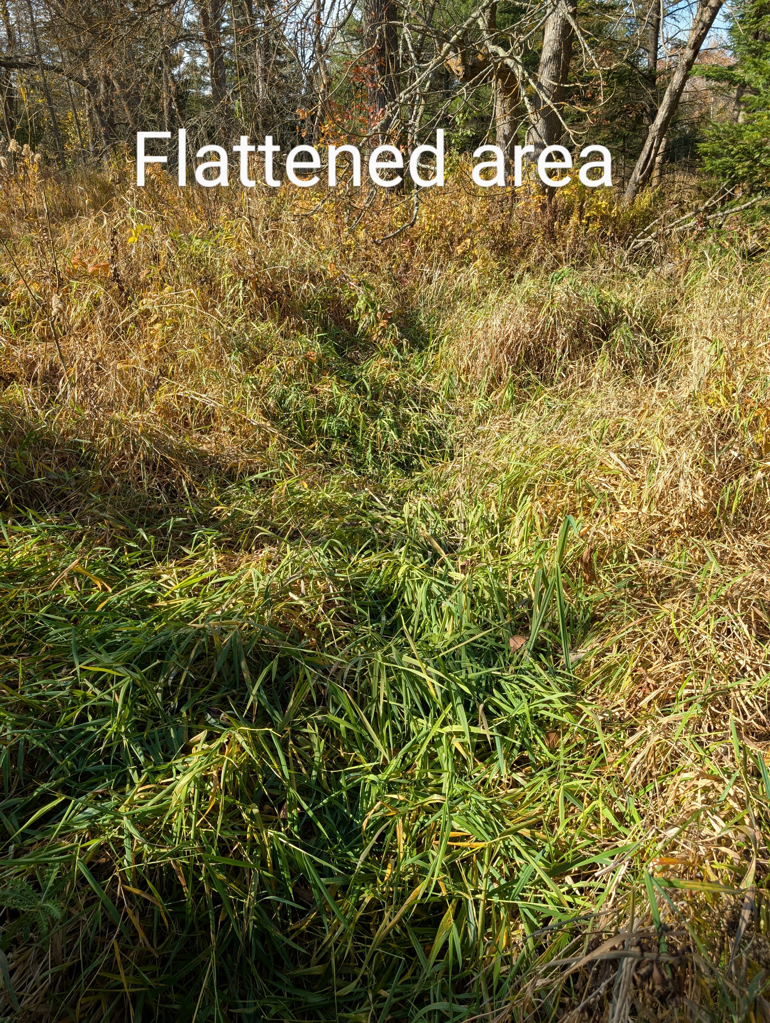 Image from report NUFORC_183634
