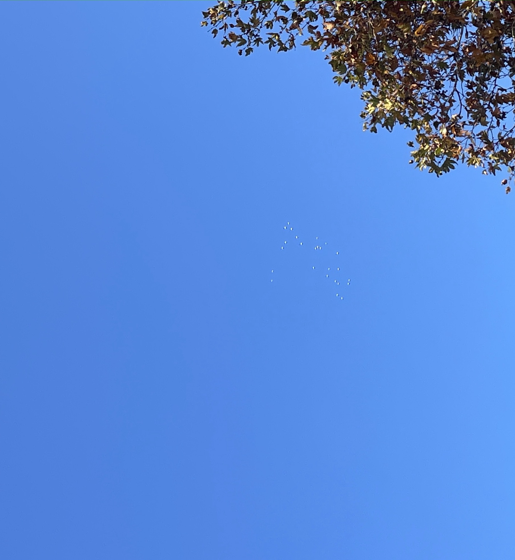 Image from report NUFORC_184710