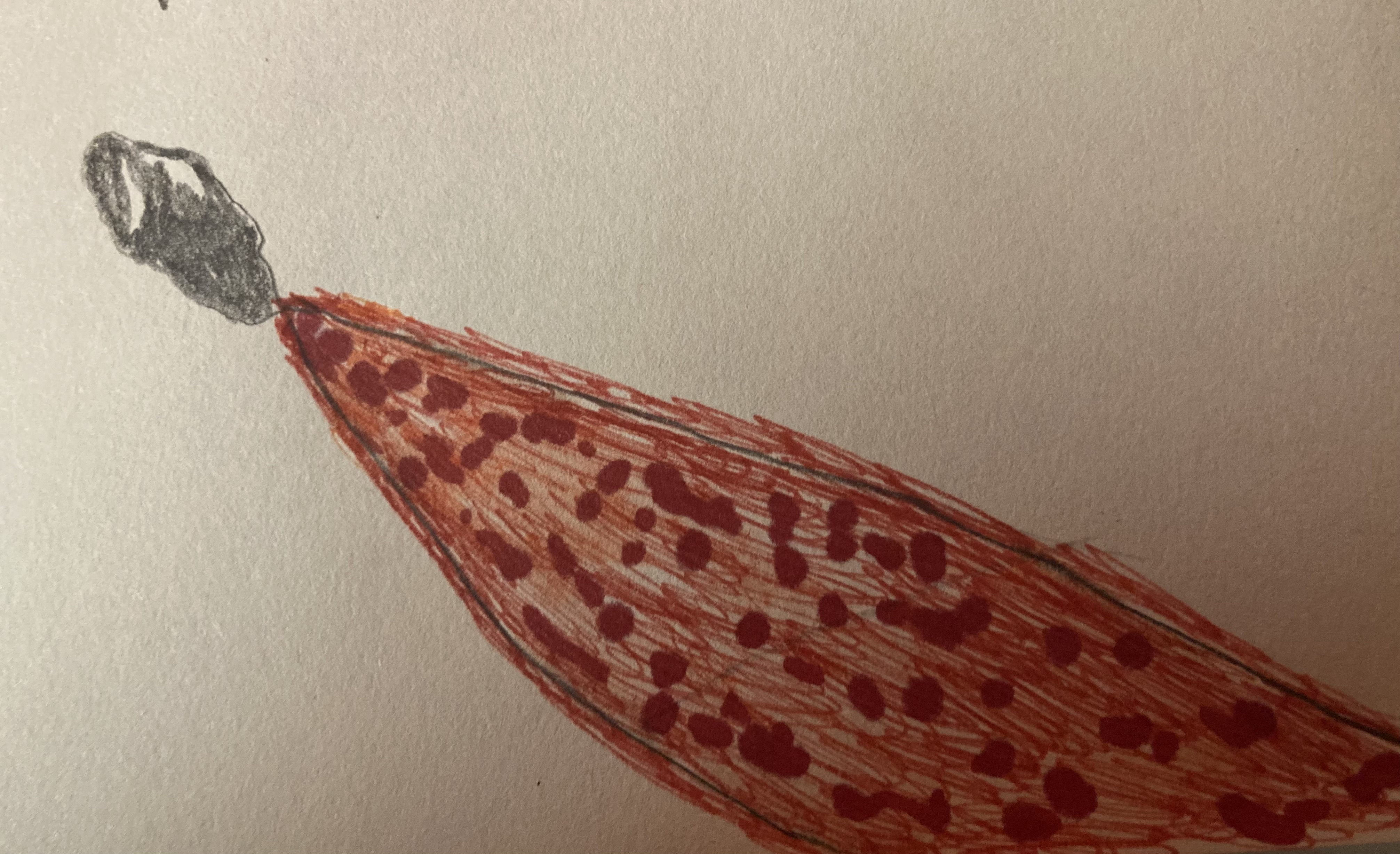 Image from report NUFORC_187154